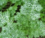 Расторопша — полезные свойства и применение, лечение семенами растения