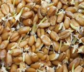 Готовим сыроедческие хлебцы из льна и пророщенной пшеницы: рецепт восхитительного лакомства