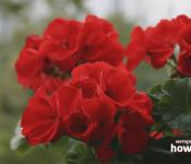 Цветок пеларгония - виды и уход